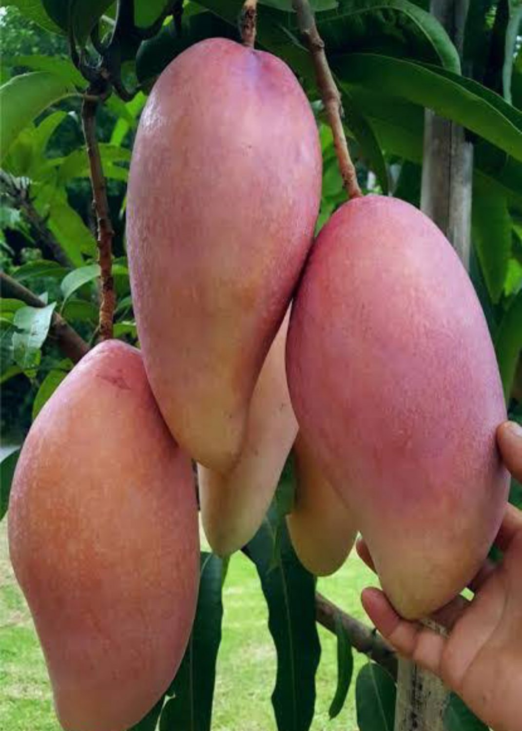 Grafted Red Ivory Mango Fruit Plant Live Plant Flower Houseplant Rare Garden #MPS