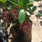 Medinilla Cummingii Flowers Live Plant Houseplant Rare Garden #MPS