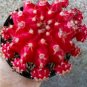 Red Grafted Moon Cactus Flowers Live Plant Houseplant Rare Garden #MPS