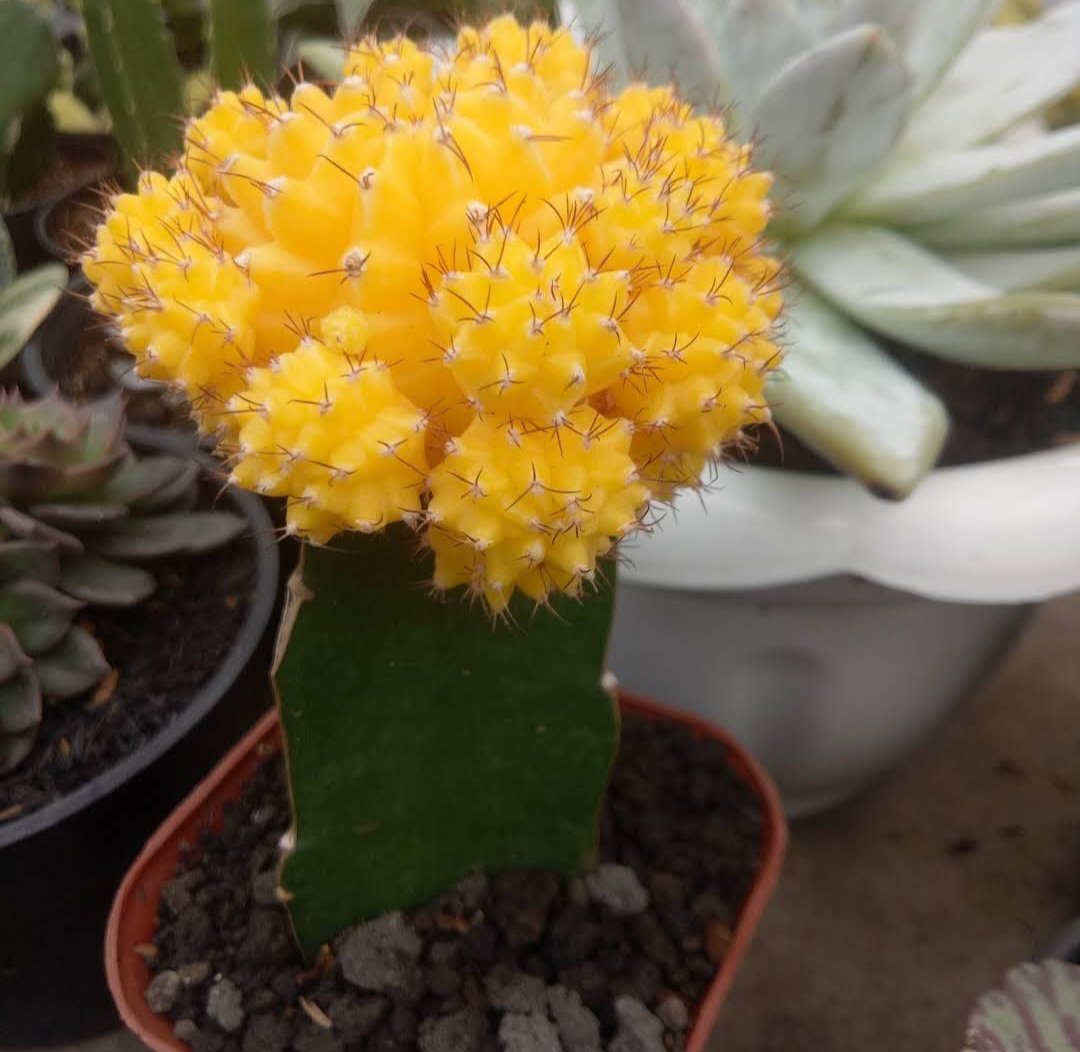 Moon Cactus Yellow Flowers Live Plant Houseplant Rare Garden #MPS