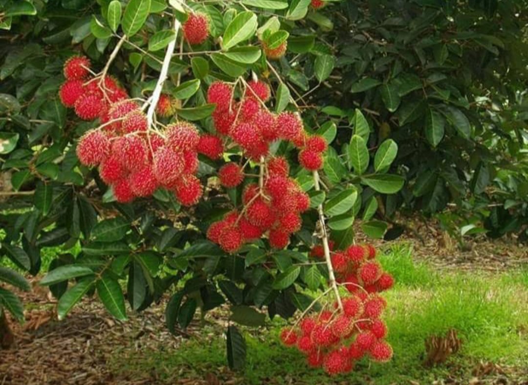 Exotic tree Rambutan Fruit Live Plant Houseplant Rare Garden #MPS