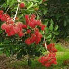 Exotic tree Rambutan Fruit Live Plant Houseplant Rare Garden #MPS