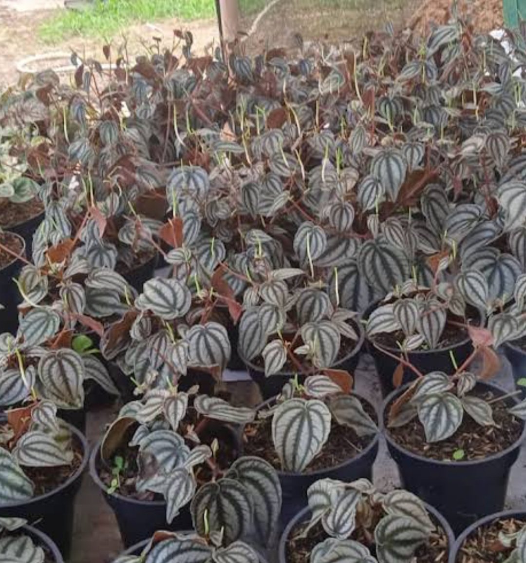 Peperomia "Blue Watermelon" Flowers Live Plant Houseplant Rare Garden #MPS