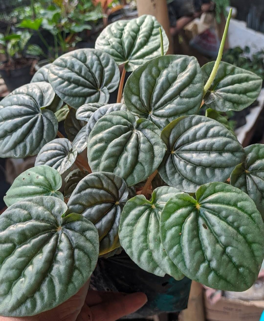 Peperomia Griseoargentea Silver Flowers Live Plant Houseplant Rare Garden #MPS