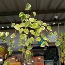 Variegated Cupid Peperomia Flowers Live Plant Houseplant Rare Garden #MPS