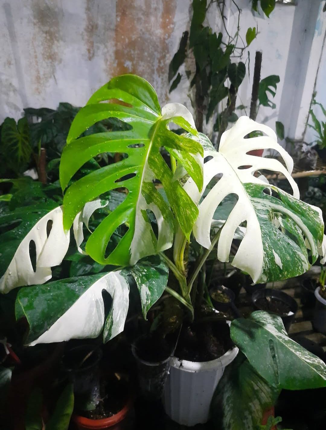 High Variegated Monstera albo Flower Live Plant Houseplant Rare Garden #MPS