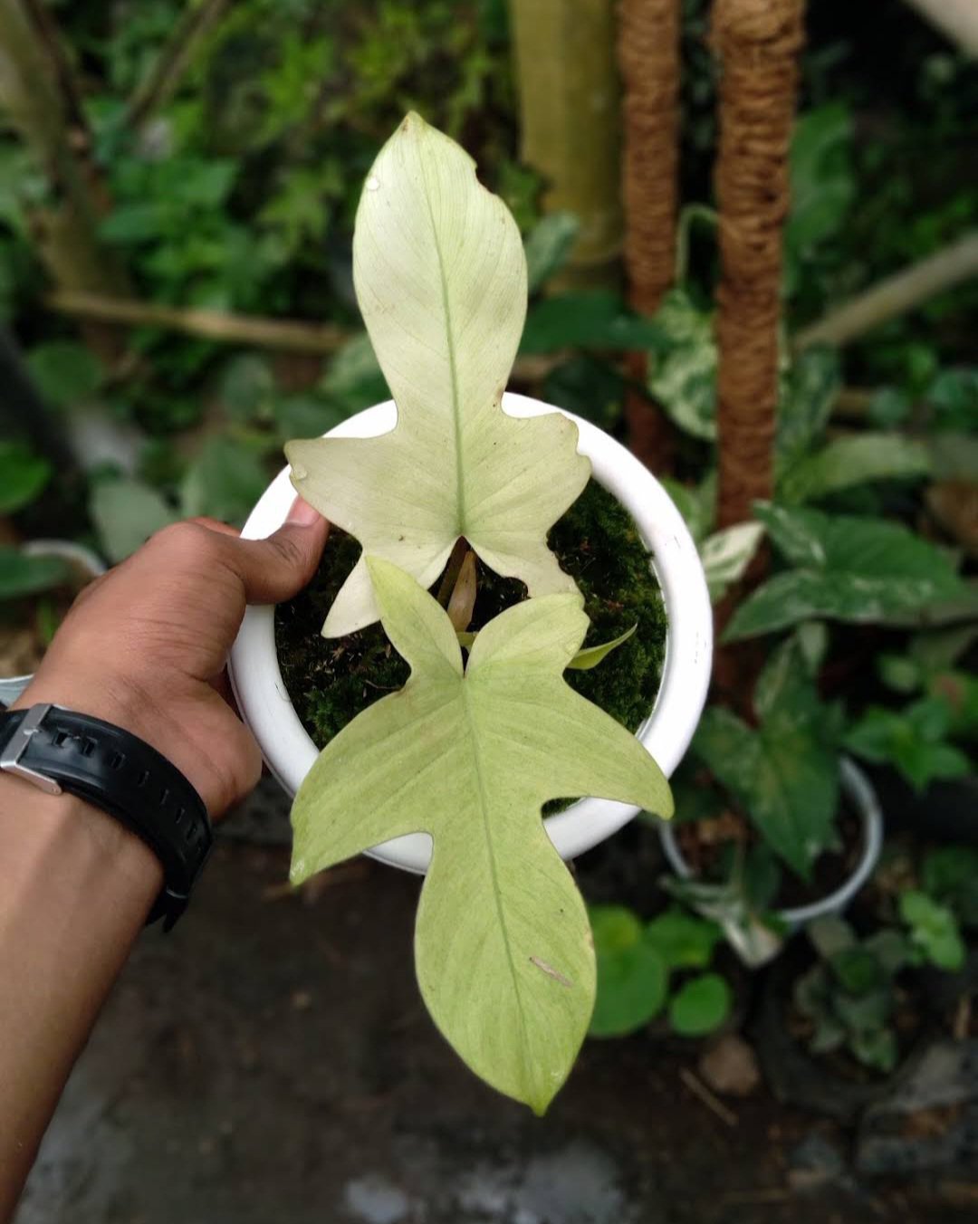 Philodendron Florida Ghost Mint Flower Live Plant Houseplant Rare Garden #MPS