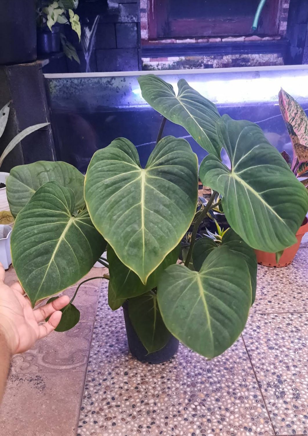 philodendron glorious Flower Live Plant Houseplant Rare Garden #MPS