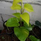 Neon philodendron Flower Live Plant Houseplant Rare Garden #MPS