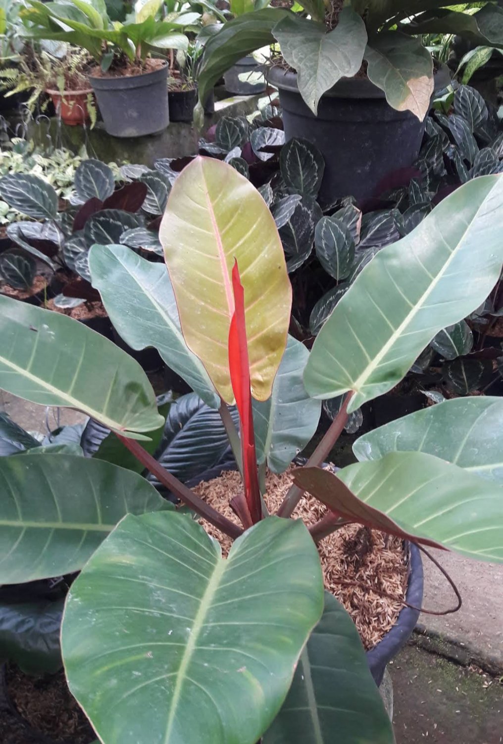 Philodendron Red Emerald Flower Live Plant Houseplant Rare Garden #MPS