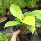 Philodendron Moonlight Flower Live Plant Houseplant Rare Garden #MPS