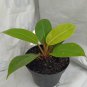 Philodendron Moonlight Flower Live Plant Houseplant Rare Garden #MPS