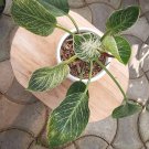 pilodendron birkin Variegated Flower Live Plant Houseplant Rare Garden #MPS