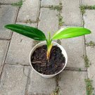 Philodendron Amplisimum Variegated Rare Flower Live Plant Houseplant Rare Garden #MPS