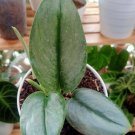 Treubii Moonlight Scindapsus Rare Flower Live Plant Houseplant Rare Garden #MPS