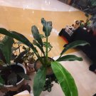 Philodendron auriculatum Rare Flower Live Plant Houseplant Rare Garden #MPS