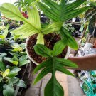 Philodendron Florida Ghost Rare Flower Live Plant Houseplant Rare Garden #MPS