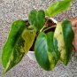 Philodendron Burle Marx Variegated Rare Flower Live Plant Houseplant Rare Garden #MPS