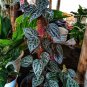 Piper Crocatum Piper Ornatum Flower Live Plant Houseplant Rare Garden #MPS