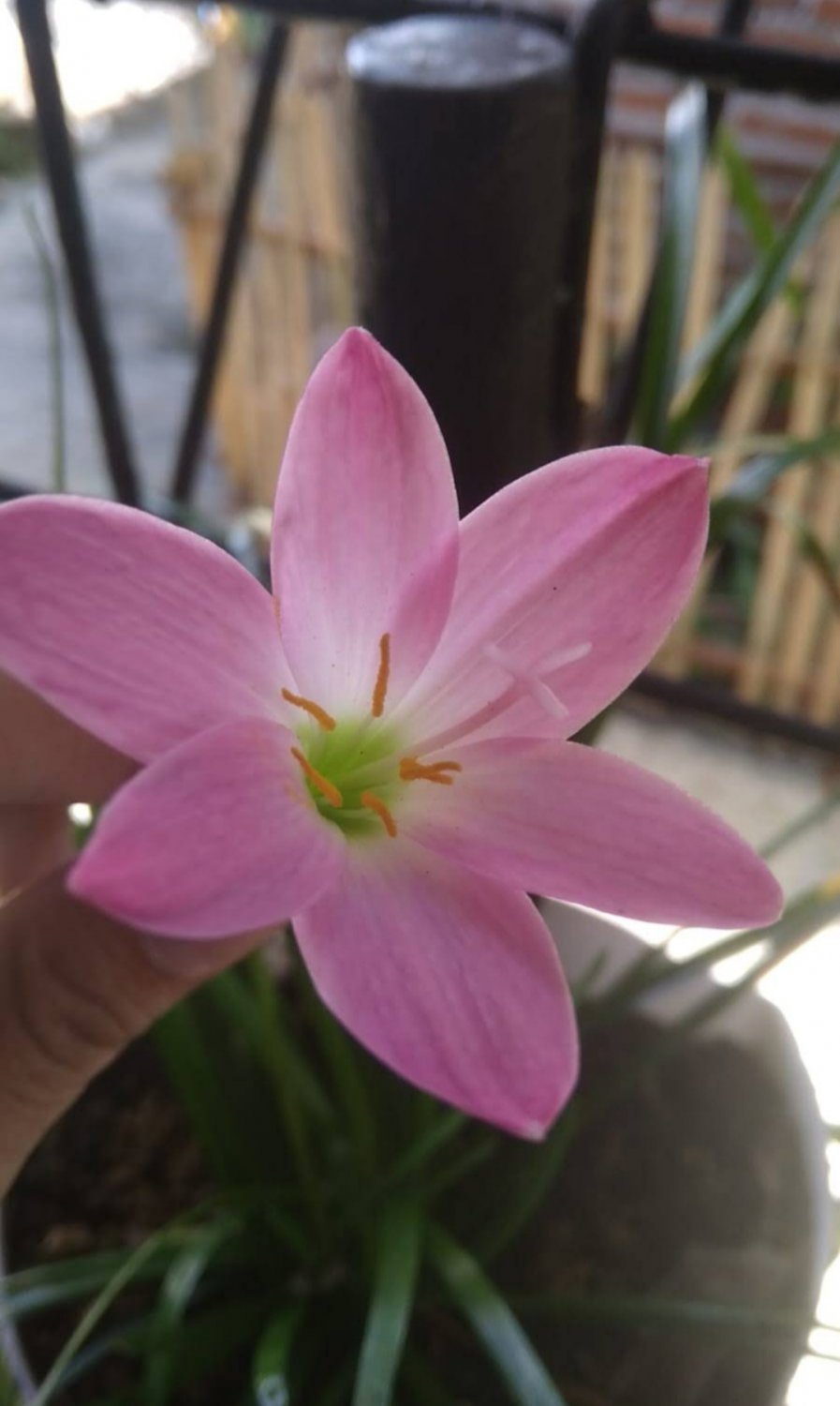 Pink Rain Lily Bulbs Flower Live Plant Houseplant Rare Garden #MPS