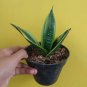 Sansevieria Gold Flame Flower Live Plant Houseplant Rare Garden #MPS