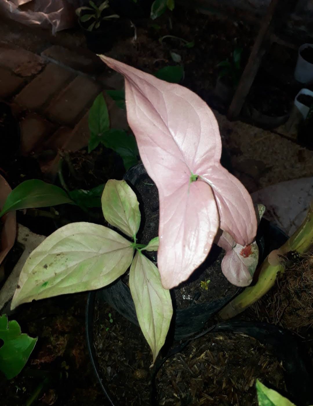 Pink Arrowhead Flower Plant Home Live Plant Rare Garden #MPS