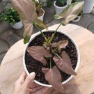 Syngonium-Neon Robusta Flower Plant Home Live Plant Rare Garden #MPS