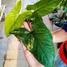 Syngonium aurea yellow Flower Plant Home Live Plant Rare Garden #MPS