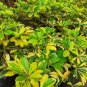 Trinette Arbaricola Umbrella Tree Flower Garden Plant Home Live Plant Rare Garden #MPS