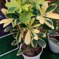Trinette Arbaricola Umbrella Tree Flower Garden Plant Home Live Plant Rare Garden #MPS