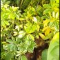 Trinette Arbaricola Umbrella Tree Flower Garden Plant Home Live Plant Rare Garden #MPS