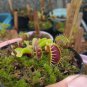 Venus Flytrap Flower Garden Plant Home Live Plant Rare Garden #MPS