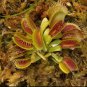 Venus Flytrap Flower Garden Plant Home Live Plant Rare Garden #MPS
