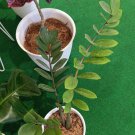 Zamioculcas Zamiifolia Flower Garden Plant Home Live Plant Rare Garden #MPS