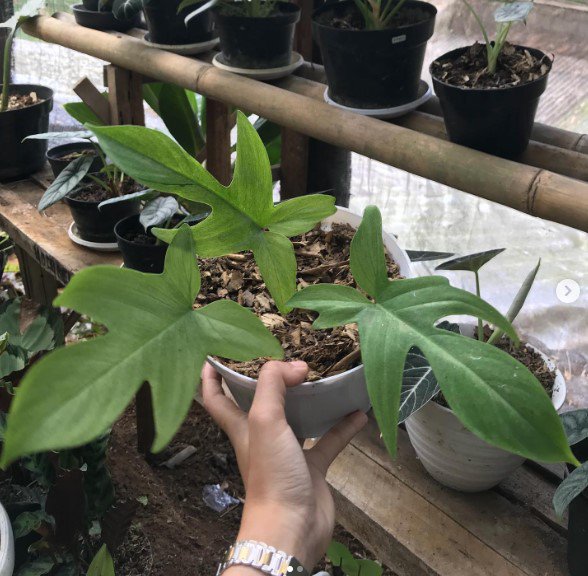 Philodendron Florida Flower Garden Plant Home Live Plant Rare Garden #MPS