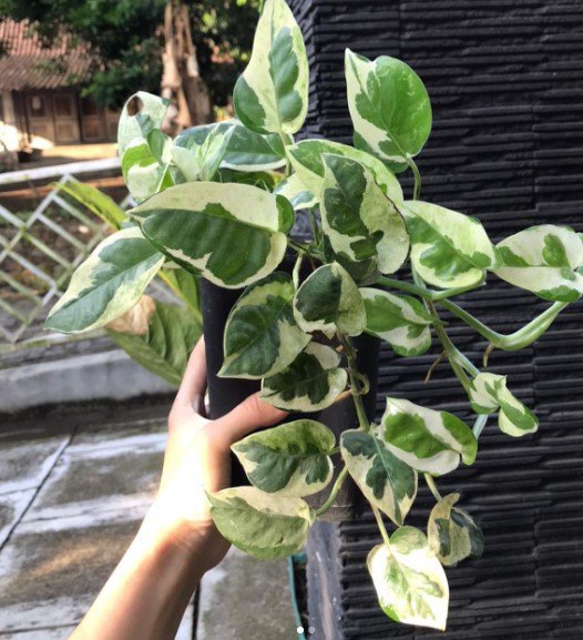 N&acirc;��Joy pothos Epipremnum aureum Flower Garden Plant Home Live Plant Rare Garden #MPS