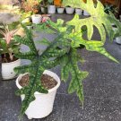 Alocasia Jacklyn tandurusa Flower Garden Plant Home Live Plant Rare Garden #MPS