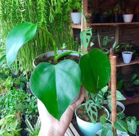 Philodendron Microstictum Flower Garden Plant Home Live Plant Rare Garden #MPS