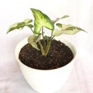 Syngonium Three kings Rare Flower Garden Plant Home Live Plant Rare Garden #MPS