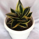 Sansevieria Golden Flame Rare Flower Garden Plant Home Live Plant Rare Garden #MPS