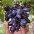 Grape Midnight Beauty Rare Fruit Garden Plant Home Live Plant Rare Garden #MPS
