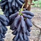 Moondrop grape Rare Fruit Garden Plant Home Live Plant Rare Garden #MPS