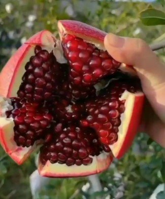 Pomegranate Tree Rare Fruit Garden Plant Home Live Plant Rare Garden #MPS