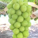Japanese Shine Muscat Grape Rare Fruit Garden Plant Home Live Plant Rare Garden #MPS