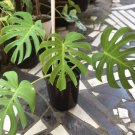 Monstera Deliciosa Green Rare Flower Garden Plant Home Live Plant Rare Garden #MPS