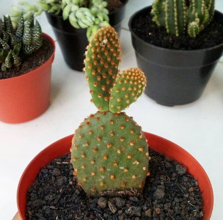 Opuntia Cactus Bunny Rare Flower Garden Plant Home Live Plant Rare Garden #MPS