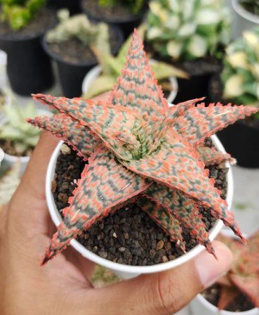 Aloe "Pink Blush" Cactus Rare Flower Garden Plant Home Live Plant Rare Garden #MPS