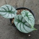 Silver Dragon Alocasia Rare Flower Garden Home Live Plant Rare Garden #MPS