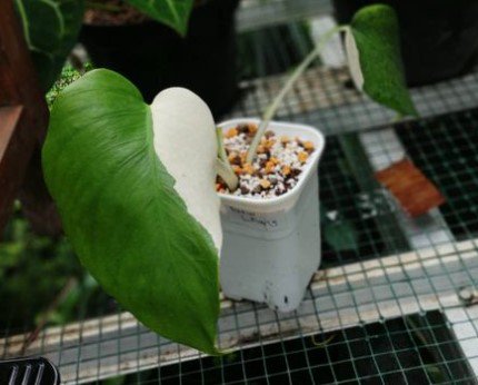 Monstera Halfmoon Albo Variegated plant Rare Flower Garden Home Live Plant Rare Garden #MPS