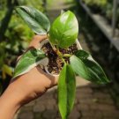philodendron white knight plant Rare Flower Garden Home Live Plant Rare Garden #MPS